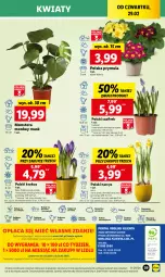 Gazetka promocyjna Lidl - GAZETKA - Gazetka - ważna od 02.03 do 02.03.2024 - strona 47 - produkty: Sok, Por, Prymula, Cień, O nas, Tera, Narcyz, Krokus