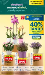 Gazetka promocyjna Lidl - GAZETKA - Gazetka - ważna od 22.06 do 22.06.2024 - strona 53 - produkty: Campanula, Sok, Por, Cień, O nas, Storczyk