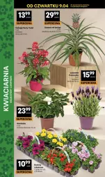 Gazetka promocyjna Delikatesy Centrum - Franczyza DC15 Czwartek - Gazetka - ważna od 15.04 do 15.04.2026 - strona 8 - produkty: Ananas