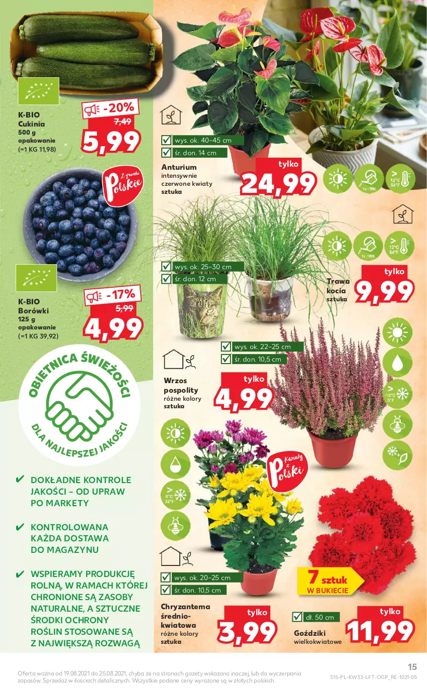 Gazetka promocyjna Kaufland - OFERTA TYGODNIA - ważna 19.08 do 25.08.2021 - strona 15 - produkty: Chryzantema, Koc, Rama