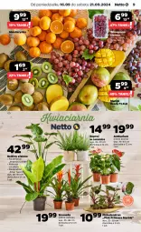 Gazetka promocyjna Netto - Artykuły spożywcze - Gazetka - ważna od 21.09 do 21.09.2024 - strona 9 - produkty: Kiwi, Dron, Bromelia, Wino, Mango