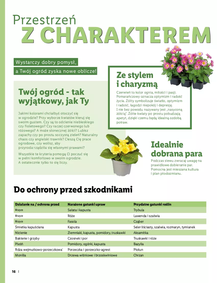 Gazetka promocyjna Lidl - KATALOG OGRÓD - ważna 07.03 do 03.04.2022 - strona 16 - produkty: Aksam, Bazyl, Bazylia, Buraki, Chrzan, Czosnek, Fa, Fasola, Gres, Groszek, Grzyby, Koper włoski, Nawóz, Ogród, Pomidory, Por, Roszponka, Rukola, Sałat, Szpinak, Truskawki, Warzywa, Ziemniaki