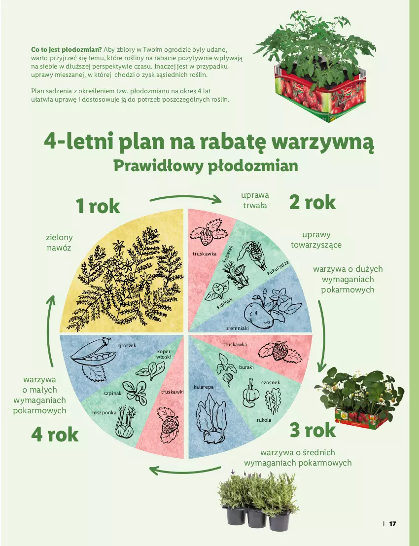 Gazetka promocyjna Lidl - KATALOG OGRÓD - ważna 07.03 do 03.04.2022 - strona 17 - produkty: Aksam, Bazyl, Bazylia, Buraki, Chrzan, Czosnek, Fa, Fasola, Gres, Groszek, Grzyby, Koper włoski, Nawóz, Ogród, Pomidory, Por, Roszponka, Rukola, Sałat, Szpinak, Truskawki, Warzywa, Ziemniaki