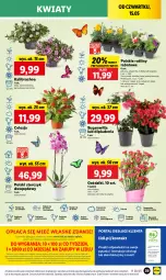 Gazetka promocyjna Lidl - GAZETKA - Gazetka - ważna od 17.05 do 17.05.2025 - strona 45 - produkty: Sok, Por, Gra, Cień, O nas, Portal, Laur, Storczyk, Mola, Bukiet, Aksam