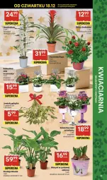 Gazetka promocyjna Delikatesy Centrum - Franczyza DC51 Czwartek - Gazetka - ważna od 23.12 do 23.12.2025 - strona 39 - produkty: Hiacynt, Róża, Cynk, Kalanchoe, Bukiet