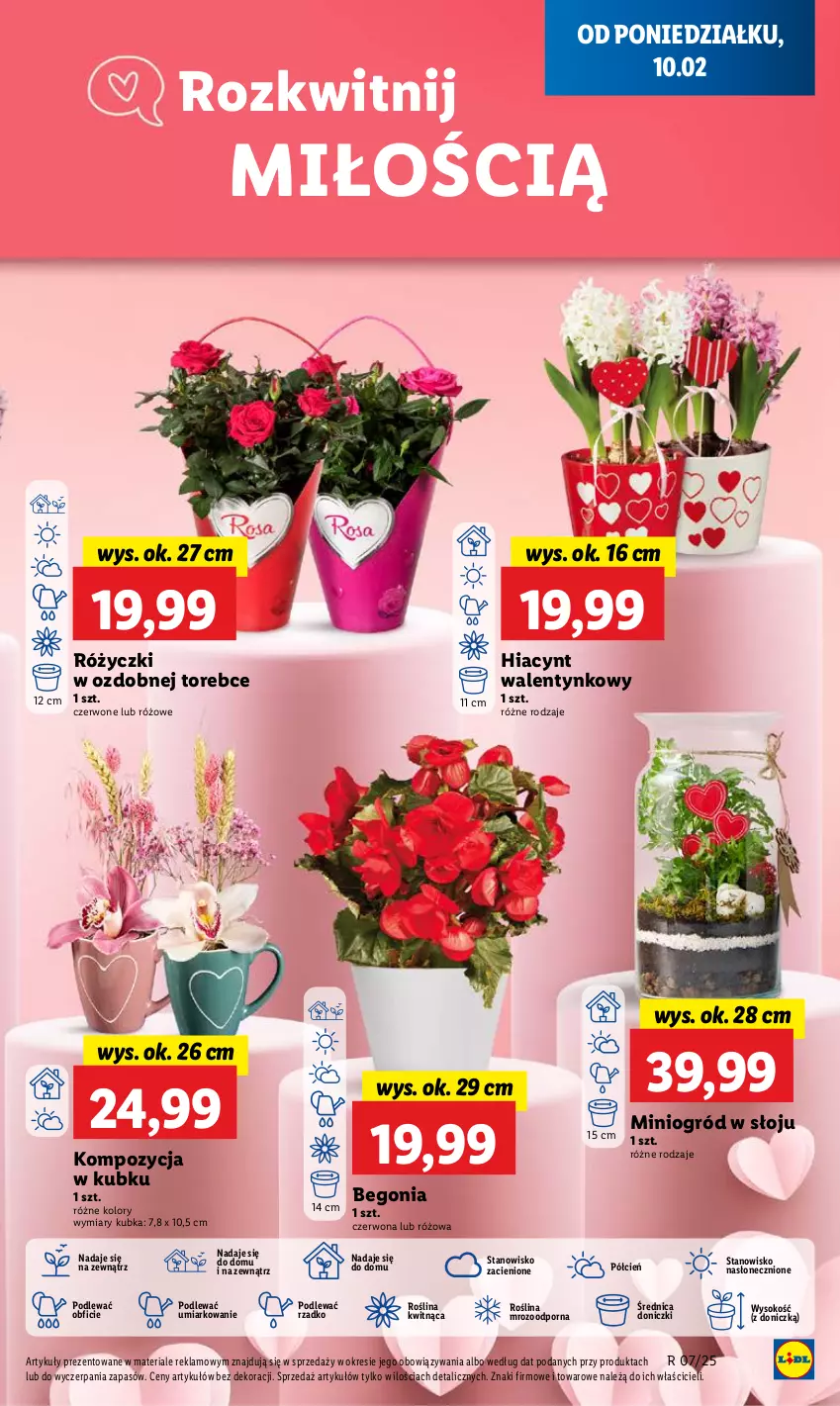 Gazetka promocyjna Lidl - GAZETKA - ważna 10.02 do 12.02.2025 - strona 23 - produkty: Cień, Hiacynt, O nas, Ogród, Por, Sok