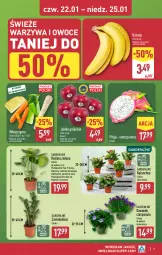 Gazetka promocyjna Aldi - Oferta weekendowa - Gazetka - ważna od 25.01 do 25.01.2026 - strona 7 - produkty: Campanula, Banany, Warzywa, NBA, Dzwonek, Warzywa i owoce, Chia, Kalanchoe, Tera, Dron, Owoce, Jabłka