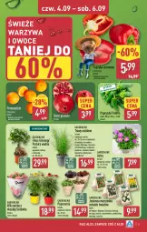 Gazetka promocyjna Aldi - Pełna oferta - Gazetka - ważna od 06.09 do 06.09.2025 - strona 31 - produkty: Warzywa, Sok, Gin, Gra, Hiacynt, Tulipan, Papryka czerwona, Papryka, Granat, Warzywa i owoce, Pomarańcze, Narcyz, Owoce, Krokus, Miska