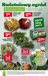 Gazetka promocyjna Stokrotka - Supermarket - Gazetka - ważna od 28.04 do 28.04.2026 - strona 47 - produkty: Cebula, Warzywa, Gra, Papryka, Ogórek, Optima, Owoce, Mięso