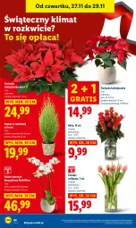 Gazetka promocyjna Lidl - GAZETKA - Gazetka - ważna od 29.11 do 29.11.2025 - strona 64 - produkty: Gra, Tulipan, Gwiazda, Storczyk, Bukiet, Flora, Osłonka