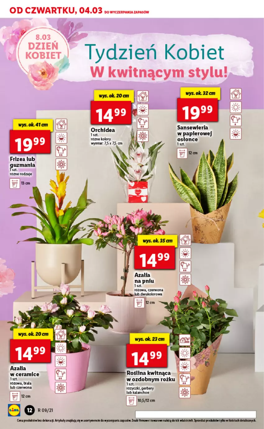 Gazetka promocyjna Lidl - GAZETKA - ważna 04.03 do 06.03.2021 - strona 12 - produkty: Gerber, Kalanchoe, Papier