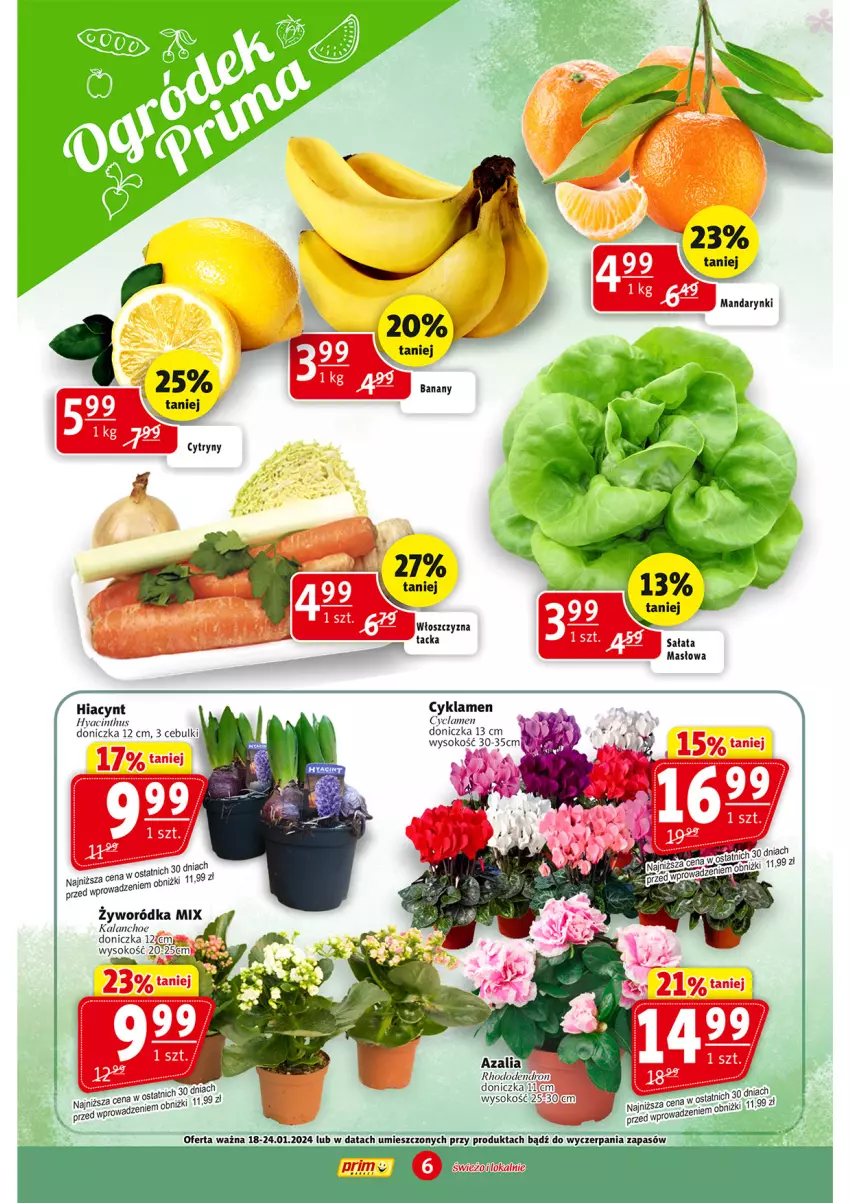 Gazetka promocyjna Prim Market - ważna 18.01 do 24.01.2024 - strona 6 - produkty: Cyklamen, Hiacynt, Kalanchoe, Sałat, Sok