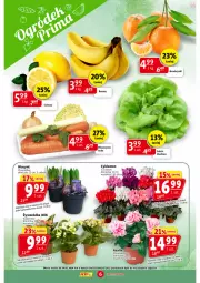 Gazetka promocyjna Prim Market - Gazetka - ważna od 24.01 do 24.01.2024 - strona 6 - produkty: Sok, Hiacynt, Cyklamen, Kalanchoe, Sałat