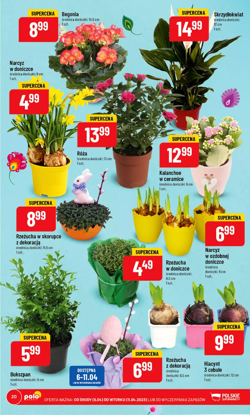 Gazetka promocyjna PoloMarket - Gazetka pomocyjna - ważna 05.04 do 11.04.2023 - strona 20 - produkty: Kalanchoe, Narcyz, Róża, Rzeżucha