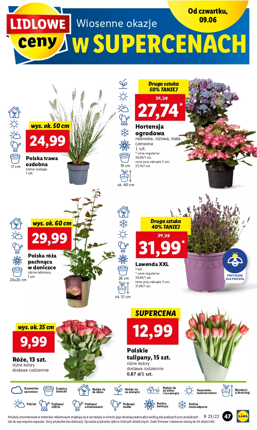 Gazetka promocyjna Lidl - GAZETKA - ważna 09.06 do 11.06.2022 - strona 47 - produkty: Cień, O nas, Por, Róża, Sok, Tulipan