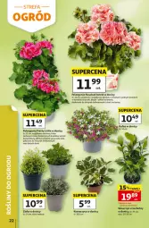 Gazetka promocyjna Auchan - Gazetka 30 Lat Hipermarket Auchan - Gazetka - ważna od 13.05 do 13.05.2026 - strona 22 - produkty: Astrid