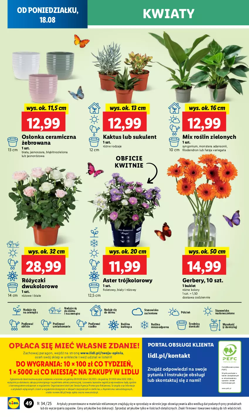 Gazetka promocyjna Lidl - GAZETKA - ważna 18.08 do 20.08.2025 - strona 64 - produkty: Bukiet, Cień, Dron, Fa, Gerber, Gra, Kaktus, Laur, Mola, O nas, Osłonka, Por, Portal, Sok, Sukulent, Tera