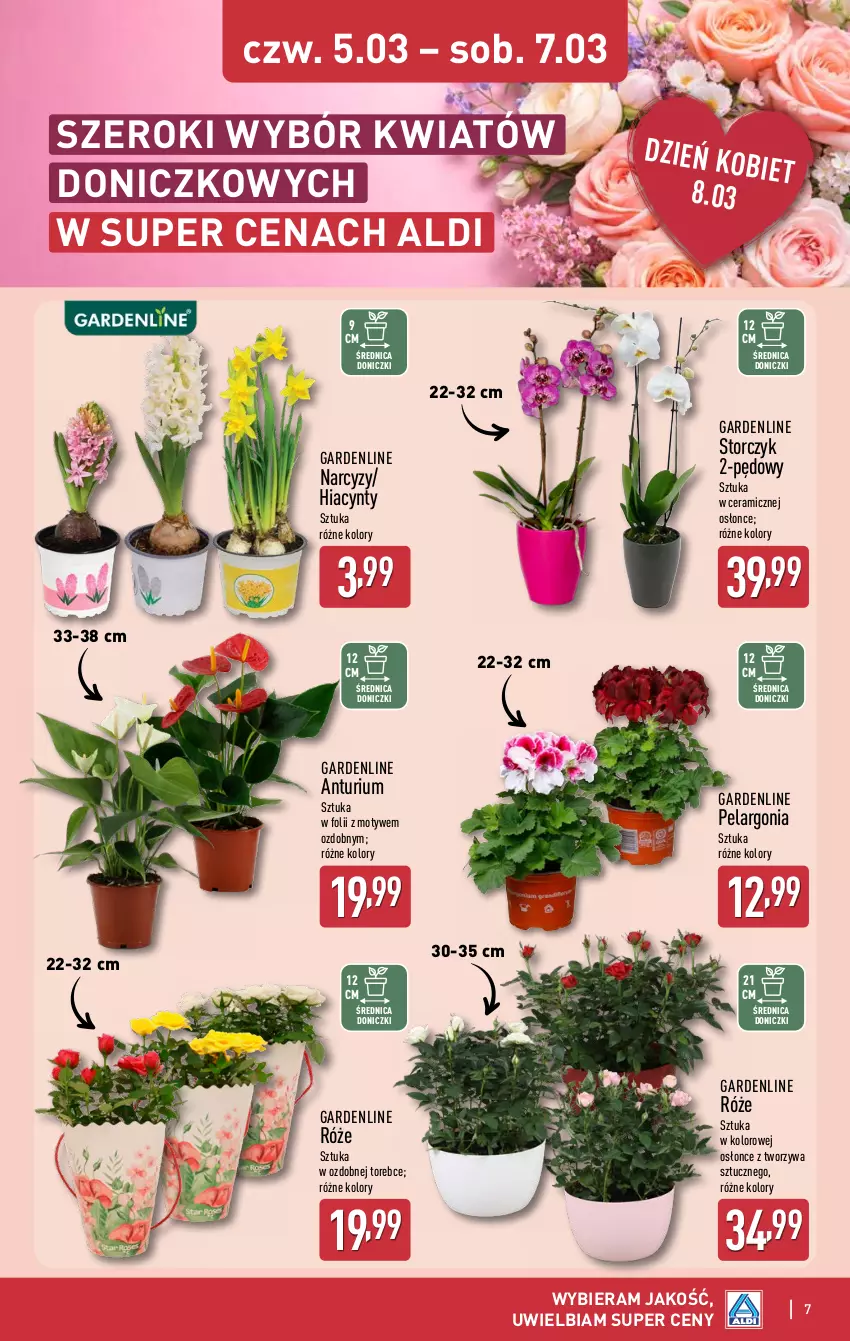 Gazetka promocyjna Aldi - Dzień kobiet - ważna 02.03 do 07.03.2026 - strona 7 - produkty: Hiacynt, Narcyz, Storczyk