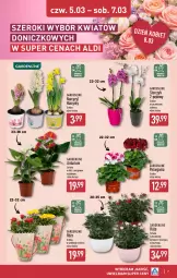 Gazetka promocyjna Aldi - Dzień kobiet - Gazetka - ważna od 07.03 do 07.03.2026 - strona 7 - produkty: Hiacynt, Storczyk, Narcyz