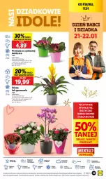 Gazetka promocyjna Lidl - GAZETKA - Gazetka - ważna od 18.01 do 18.01.2025 - strona 31 - produkty: Sok, Por, Prymula, Cynk, Cień, O nas, Kalanchoe, Storczyk, Ole!