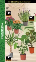 Gazetka promocyjna Delikatesy Centrum - Franczyza DC23 Czwartek - Gazetka - ważna od 10.06 do 10.06.2026 - strona 53 - produkty: Kalanchoe