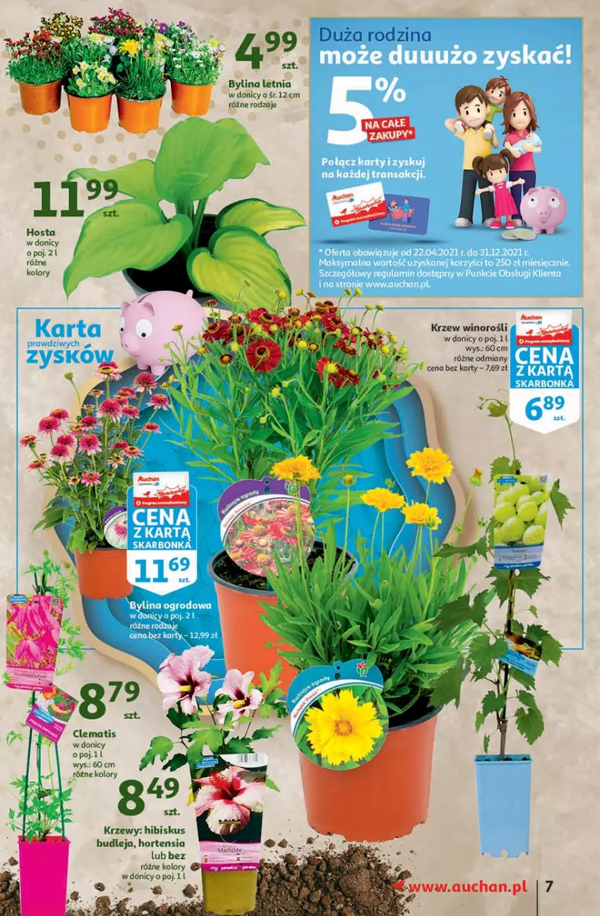 Gazetka promocyjna Auchan - 25 Urodziny – Życzymy Wszystkiego Kwitnącego - ważna 22.04 do 04.05.2021 - strona 7 - produkty: Hibiskus, Wino