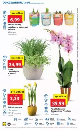 Gazetka promocyjna Lidl - GAZETKA - Gazetka - ważna od 16.01 do 16.01.2022 - strona 46 - produkty: Por, Koc, Hiacynt, Storczyk, Narcyz, Krokus