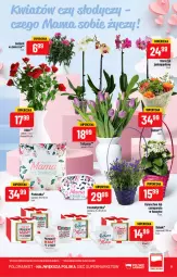 Gazetka promocyjna PoloMarket - Gazetka pomocyjna - Gazetka - ważna od 31.05 do 31.05.2022 - strona 9 - produkty: Campanula, Kosz, Kalanchoe, Storczyk, Bukiet, Kubek, Poduszka, Kosmetyczka