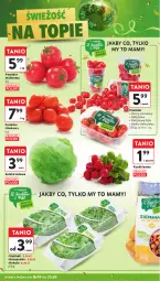 Gazetka promocyjna Intermarche - Gazetka Intermarche - Gazetka - ważna od 25.09 do 25.09.2024 - strona 10 - produkty: Roszponka, Sałata lodowa, Rukola, Sałat, Rzodkiewka, Pomidor malinowy, Szpinak