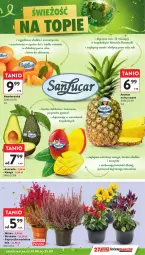 Gazetka promocyjna Intermarche - Gazetka Intermarche - Gazetka - ważna od 25.09 do 25.09.2024 - strona 9 - produkty: Ananas, Avocado, Mango