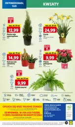 Gazetka promocyjna Lidl - GAZETKA - Gazetka - ważna od 15.05 do 15.05.2024 - strona 52 - produkty: Sok, Por, Gra, Kaktus, Cień, O nas, Mola, Astrid, Sukulent