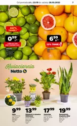 Gazetka promocyjna Netto - Akcesoria i dodatki - Gazetka - ważna od 01.11 do 01.11.2023 - strona 7 - produkty: Róża, Limonka, Sukulent, Grejpfrut