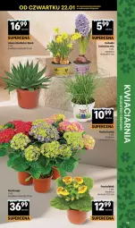 Gazetka promocyjna Delikatesy Centrum - Franczyza DC04 Czwartek - Gazetka - ważna od 28.01 do 28.01.2026 - strona 39 - produkty: Koc, Kocia trawa