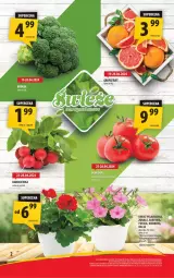 Gazetka promocyjna Arhelan - Gazetka - Gazetka - ważna od 28.04 do 28.04.2024 - strona 2 - produkty: Gra, Surf, Rzodkiewka