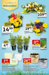 Gazetka promocyjna Auchan - Gazetka 30 Lat Hipermarket Auchan - Gazetka - ważna od 18.03 do 18.03.2026 - strona 16 - produkty: Rzeżucha, Osłonka