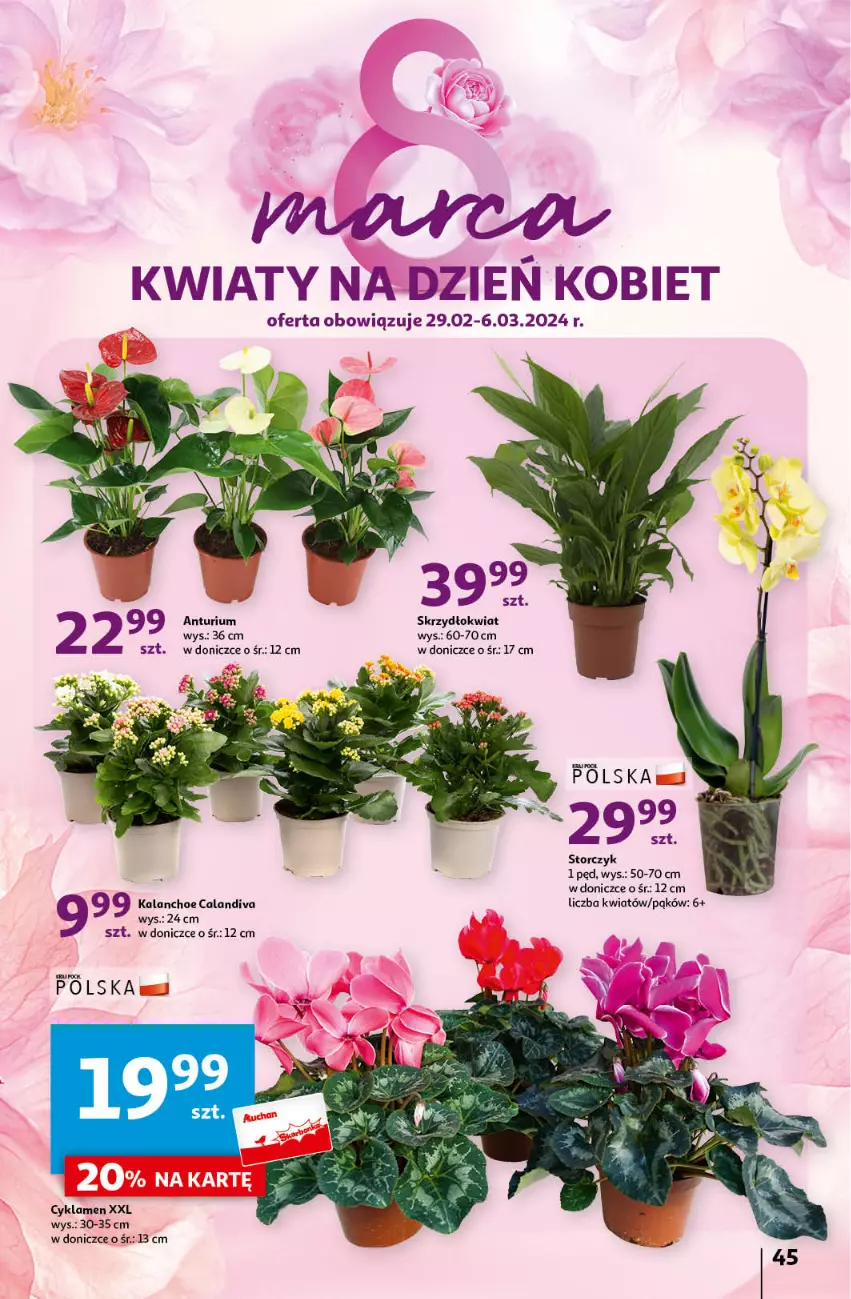 Gazetka promocyjna Auchan - Gazetka z MAŁĄ CENKĄ dźwigniesz więcej! Hipermarket Auchan - ważna 29.02 do 06.03.2024 - strona 45 - produkty: Cyklamen, Kalanchoe, Storczyk