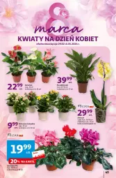 Gazetka promocyjna Auchan - Gazetka z MAŁĄ CENKĄ dźwigniesz więcej! Hipermarket Auchan - Gazetka - ważna od 06.03 do 06.03.2024 - strona 45 - produkty: Cyklamen, Kalanchoe, Storczyk