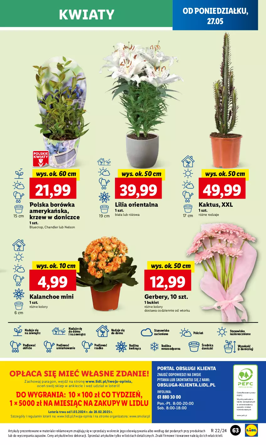 Gazetka promocyjna Lidl - GAZETKA - ważna 27.05 do 29.05.2024 - strona 69 - produkty: Borówka, Borówka amerykańska, Bukiet, Cień, Gerber, Gra, Kaktus, Kalanchoe, Mola, O nas, Por, Sok