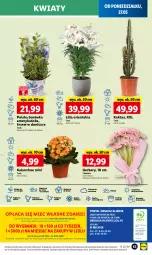 Gazetka promocyjna Lidl - GAZETKA - Gazetka - ważna od 29.05 do 29.05.2024 - strona 69 - produkty: Sok, Por, Gra, Borówka, Borówka amerykańska, Gerber, Kaktus, Cień, O nas, Kalanchoe, Mola, Bukiet