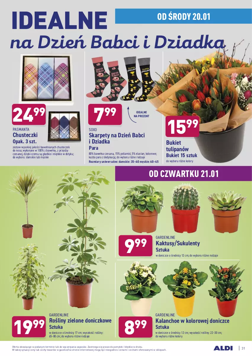 Gazetka promocyjna Aldi - ALE! CENA w ALDI - ważna 18.01 do 23.01.2021 - strona 31 - produkty: Bukiet, Chusteczki, Kaktus, Kalanchoe, Karp, Manta, Sok, Sukulent, Tulipan, Wełna