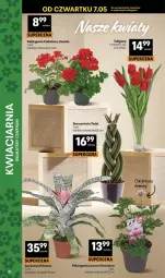 Gazetka promocyjna Delikatesy Centrum - Franczyza DC19 Czwartek - Gazetka - ważna od 13.05 do 13.05.2026 - strona 10 - produkty: Tulipan, Bukiet
