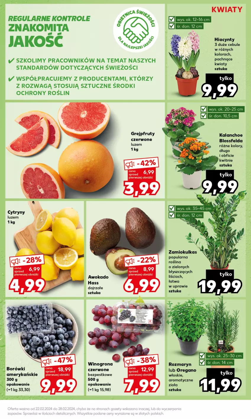 Gazetka promocyjna Kaufland - Mocny Start - ważna 26.02 do 28.02.2024 - strona 17 - produkty: Cytryny, Grejpfrut, Hiacynt, Kalanchoe, Wino, Winogrona