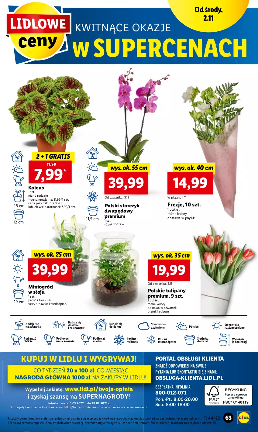 Gazetka promocyjna Lidl - GAZETKA - ważna 02.11 do 05.11.2022 - strona 69 - produkty: Bukiet, Cień, Gra, Mola, O nas, Por, Sok, Tulipan