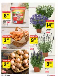 Gazetka promocyjna Intermarche - Gazetka promocyjna - Gazetka - ważna od 19.07 do 19.07.2021 - strona 15 - produkty: Campanula, Cebula