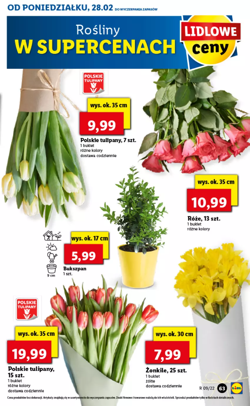 Gazetka promocyjna Lidl - GAZETKA - ważna 28.02 do 02.03.2022 - strona 63 - produkty: Bukiet, Fa, Tulipan