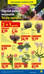 Gazetka promocyjna Lidl - Gazetka ważna od 10.09 do 12.09 - Gazetka - ważna od 12.09 do 12.09.2026 - strona 83 - produkty: Sok, Gra, Cyklamen, Tulipan, Tera, Storczyk, Bukiet, Ogród