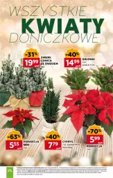 Gazetka promocyjna Stokrotka - Market - Gazetka - ważna od 28.12 do 28.12.2025 - strona 12 - produkty: Warzywa, Sok, Poinsecja, Owoce, Mięso