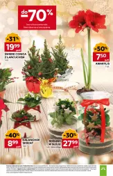 Gazetka promocyjna Stokrotka - Market - Gazetka - ważna od 28.12 do 28.12.2025 - strona 13 - produkty: Warzywa, Amarylis, Kalanchoe, Owoce, Skrzat, Mięso