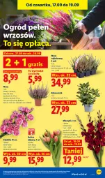 Gazetka promocyjna Lidl - Gazetka ważna od 17.09 do 19.09 - Gazetka - ważna od 19.09 do 19.09.2026 - strona 85 - produkty: Sok, Gra, Tulipan, Róża, Bukiet, Ogród, Miecz
