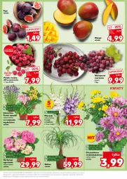 Gazetka promocyjna Kaufland - Kaufland - Gazetka - ważna od 28.08 do 28.08.2024 - strona 7 - produkty: Chryzantema, Kalanchoe, Maliny, Winogrona, Wino